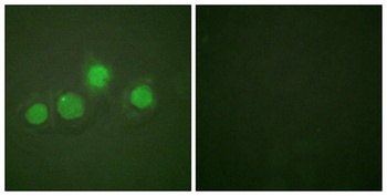 GATA-4 (phospho Ser262) rabbit pAb