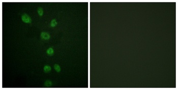 GATA-4 (phospho-Ser105) antibody