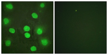 GATA-4 antibody