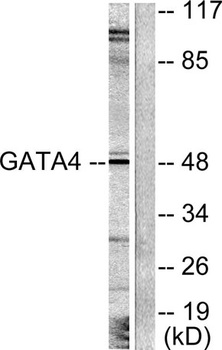 GATA-4 antibody