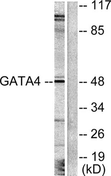 GATA-4 rabbit pAb