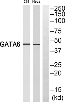 GATA-6 rabbit pAb