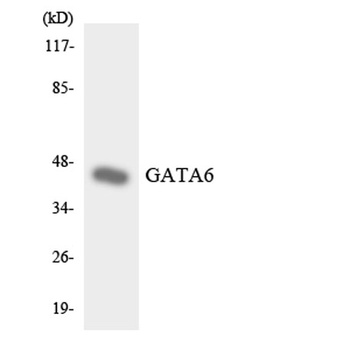 GATA-6 antibody