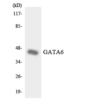 GATA-6 rabbit pAb