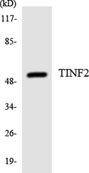TIN2 rabbit pAb