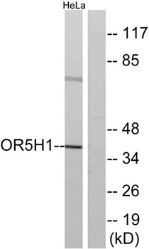 Olfactory receptor 5H1 rabbit pAb