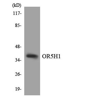 Olfactory receptor 5H1 antibody