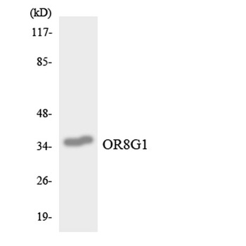 Olfactory receptor 8G1 antibody