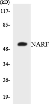 NARF rabbit pAb