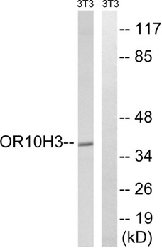 Olfactory receptor 10H3/4 rabbit pAb