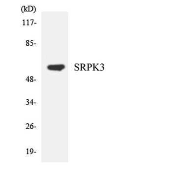 SRPK3 rabbit pAb