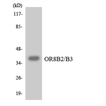 Olfactory receptor 8B2/3 antibody
