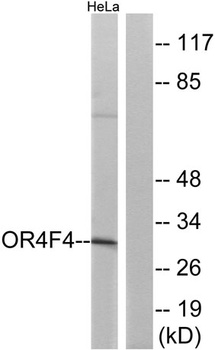 Olfactory receptor 4F4 rabbit pAb