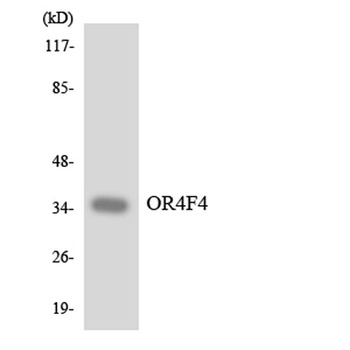 Olfactory receptor 4F4 rabbit pAb