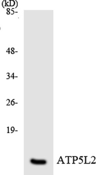 ATP5L2 rabbit pAb