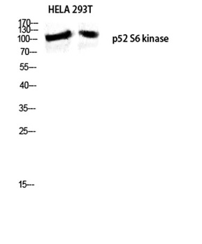 p52 S6 kinase rabbit pAb