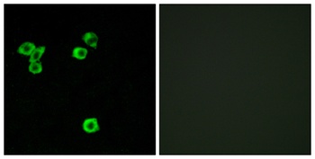 p52 S6 kinase rabbit pAb