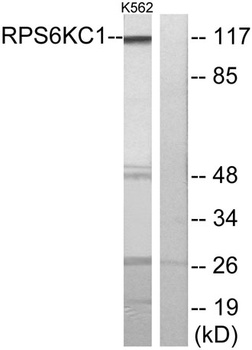 p52 S6 kinase rabbit pAb
