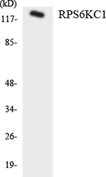 p52 S6 kinase rabbit pAb