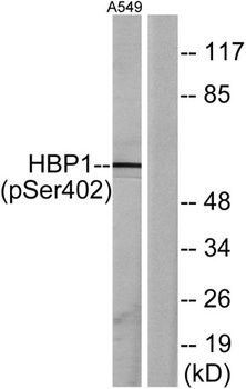 HBP1 (phospho Ser402) rabbit pAb