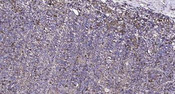 Connexin 43 rabbit pAb