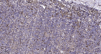 Connexin 43 antibody