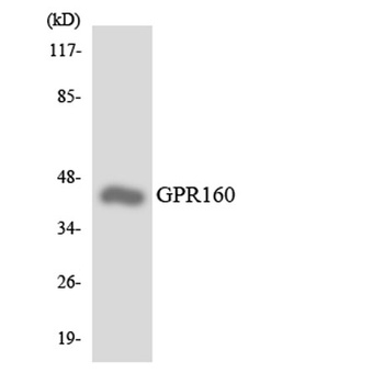 GPR160 rabbit pAb