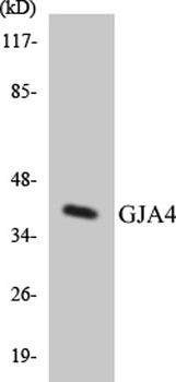 Connexin 37 rabbit pAb