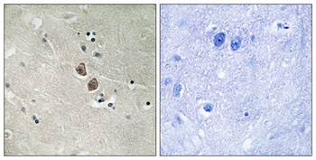 Neuroplastin rabbit pAb