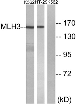 MLH3 antibody