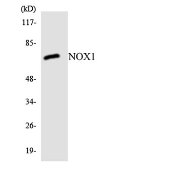 Mox1 rabbit pAb