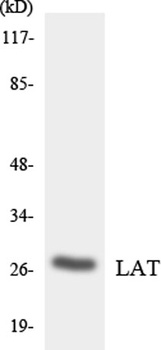 LAT antibody