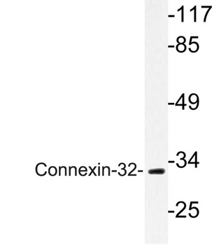 Connexin-32 rabbit pAb