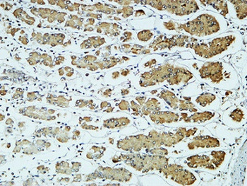 CD57 rabbit pAb