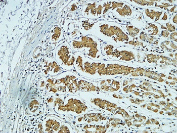 CD57 rabbit pAb