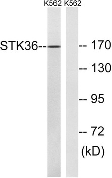 STK36 rabbit pAb