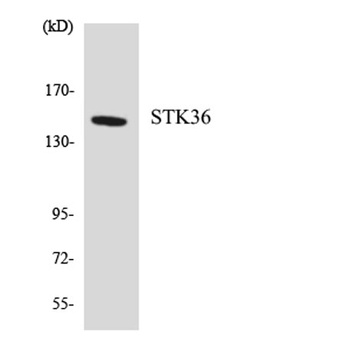 STK36 rabbit pAb