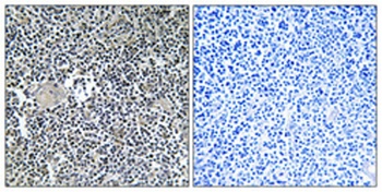 Arfaptin 1 rabbit pAb