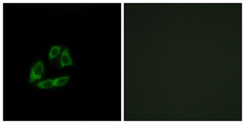 Arfaptin 1 rabbit pAb