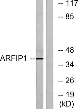Arfaptin 1 antibody