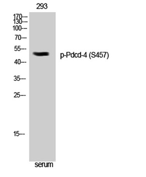 Pdcd-4 (phospho Ser457) rabbit pAb