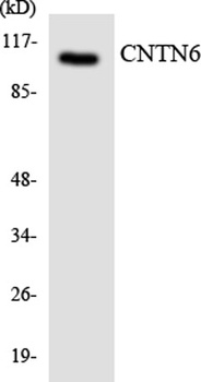 Contactin 6 antibody