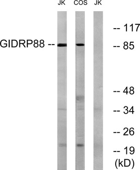GIDRP88 rabbit pAb