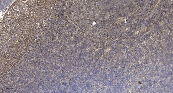 HtrA2 (phospho Ser142) rabbit pAb