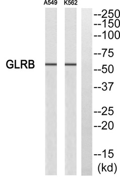 GlyRβ rabbit pAb