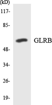 GlyRβ rabbit pAb