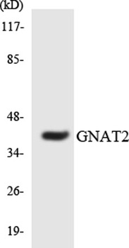 Gα t2 rabbit pAb