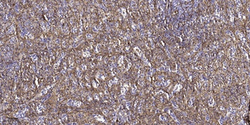 Gα t2 rabbit pAb