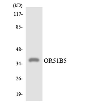 Olfactory receptor 51B5 antibody
