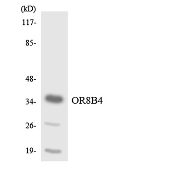 Olfactory receptor 8B4 antibody